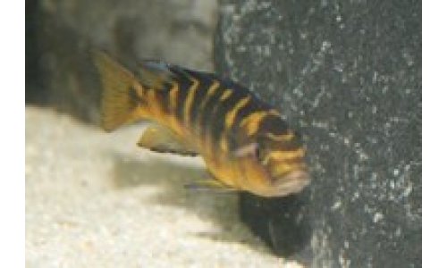 Cichliden